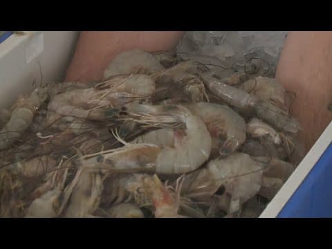 Caught between storms and survival: Louisiana’s shrimpers fight to keep tradition alive