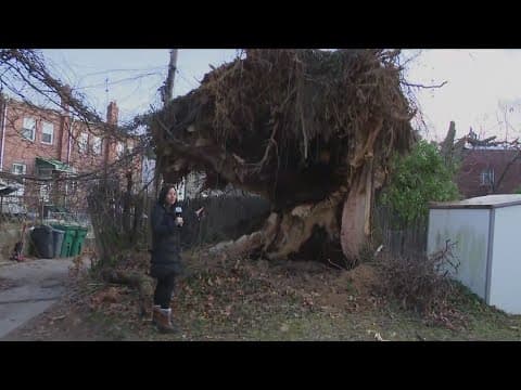 Families displaced after massive tree falls on 3 homes in DC