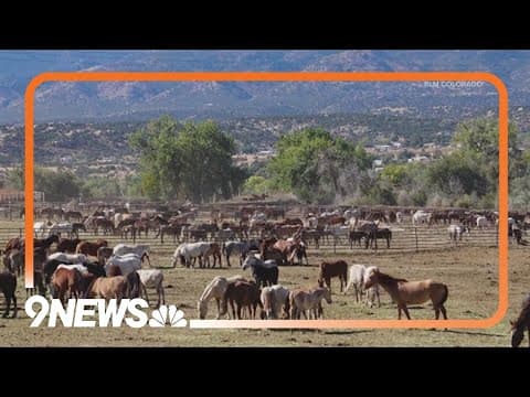 Mustangs rounded up in Wyoming are up for auction
