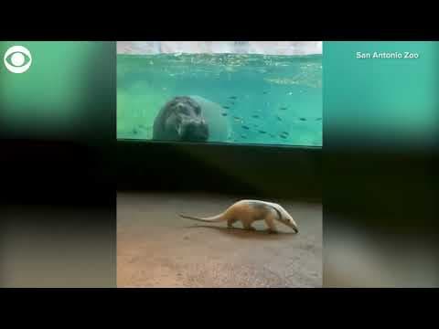 Tamandua visits hippos at San Antonio Zoo