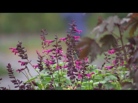 Environment Matters | Tips and Tricks for Fall planting