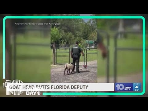 WATCH: Persistent goat won't stop head-butting Florida deputy