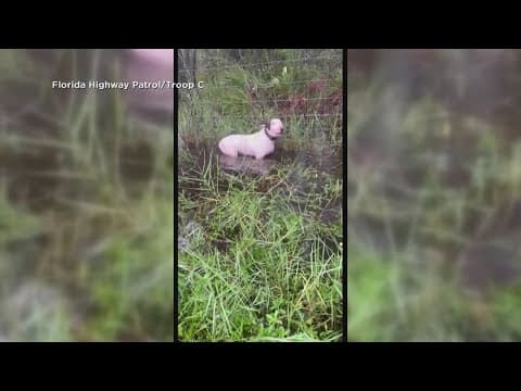 Florida troopers save dog tied up before Hurricane Milton hit