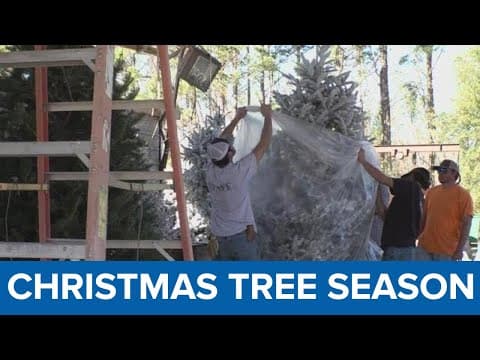 Christmas tree farms open for the season across Southeast Louisiana