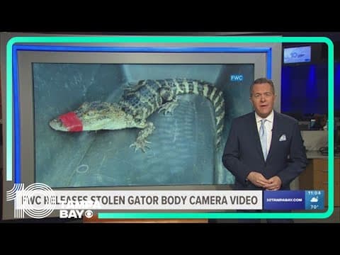 FWC releases stolen gator body camera video