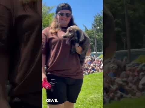 Wiener dogs race for charity on the Oregon Coast