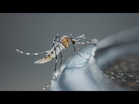 Texas' first cases of deadly mosquito-borne illness found in 2 East Texas horses