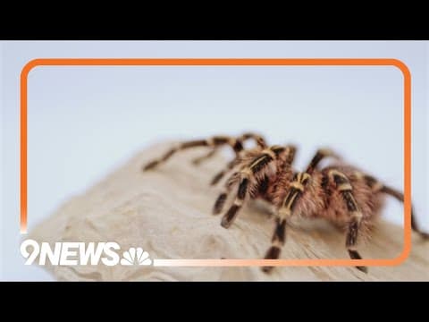Butterfly Pavilion announces name of new tarantula