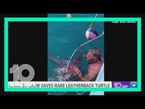 Leatherback sea turtle rescued by charter crew