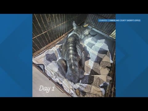 Dog found emaciated in 2024 Cumberland County animal cruelty case up for adoption