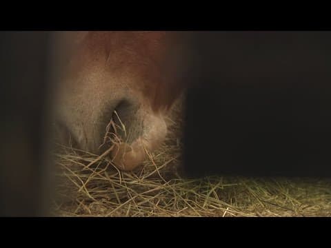 What the Potomac Horse Center means to local equestrians