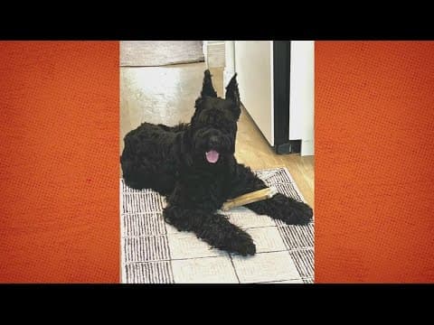 Dog thefts are a growing problem in the DC region