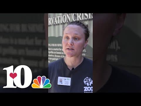 Zoo Knoxville celebrates Stevie the chimp's 2nd birthday