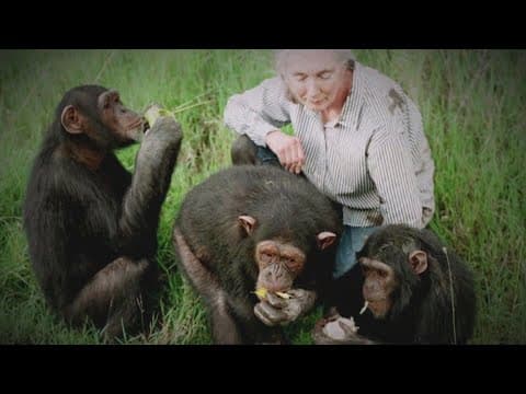 Dr. Jane Goodall, chimpanzee researcher and climate activist, dies at 91