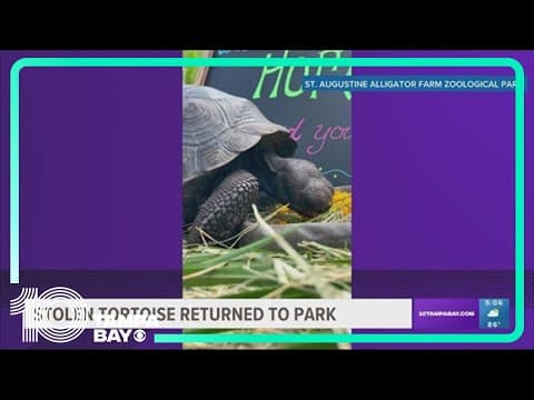 Tortoise allegedly stolen by St. Pete man returned to Florida zoo