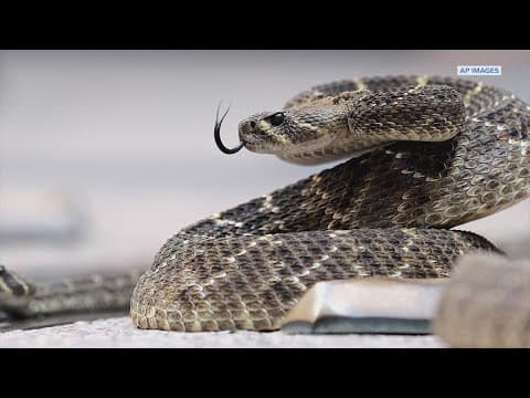 Galveston Island State Park warns of rattlesnakes in sand dunes