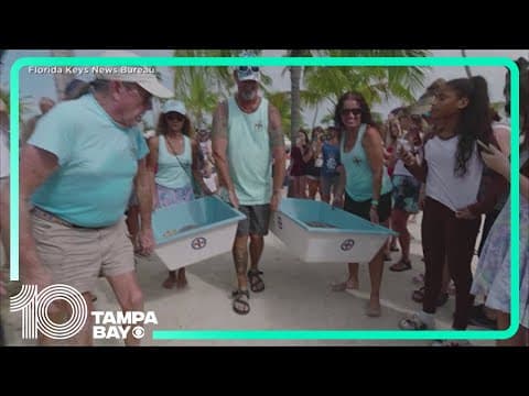 2 sea turtles released back to ocean off Florida Keys to mark Earth Day