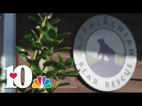 Black bear found dead after trying to eat littered pancakes along Highway 321, ABR says