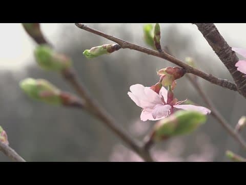 Chief Meteorologist Topper Shutt says Wednesday is the pick of the week to see the cherry blossoms
