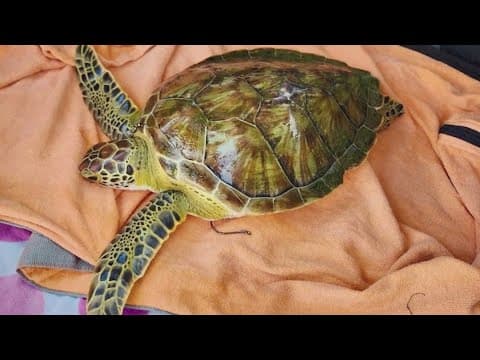 Texas City firefighters rescue struggling sea turtle