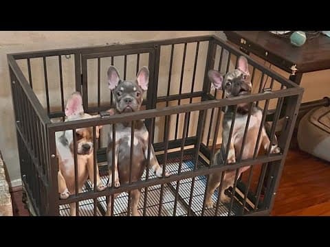 Man says French bulldog puppies were stolen from right in front of him