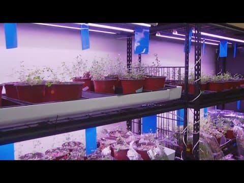 Plant roots and fungi join forces for sustainable future crops