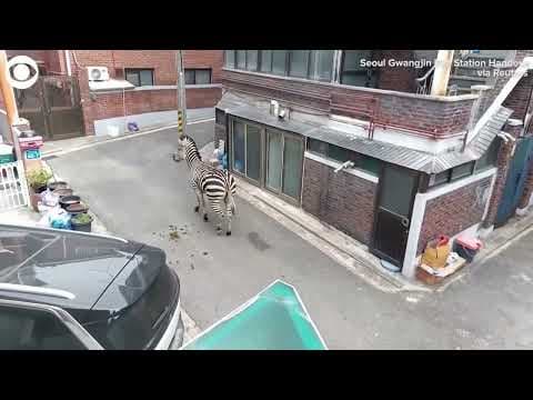 Zebra captured after escaping a zoo in South Korea