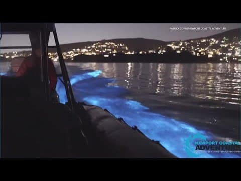 The bioluminescence waves are back in San Diego
