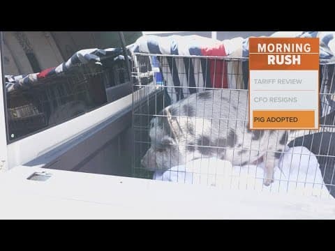 Dallas Animal Shelter adopts out 'Waddles' the pig to a loving home