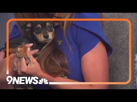 Petline9: Chongo is adorably sweet and needs a forever home