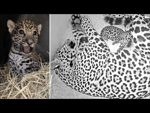 Adorable video of Houston Zoo's baby jaguar