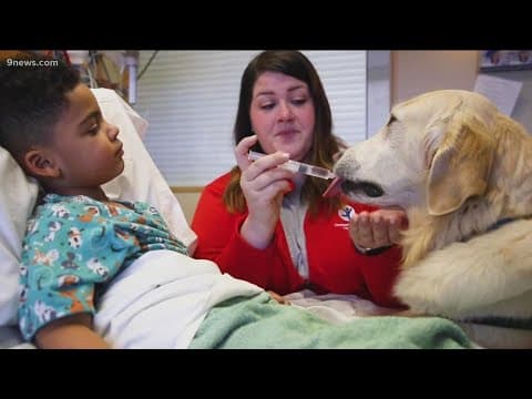 How medical canine therapy can be the best pediatric medicine