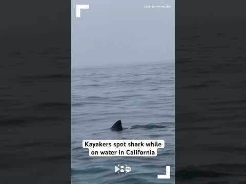 Kayakers spot shark while on water in California