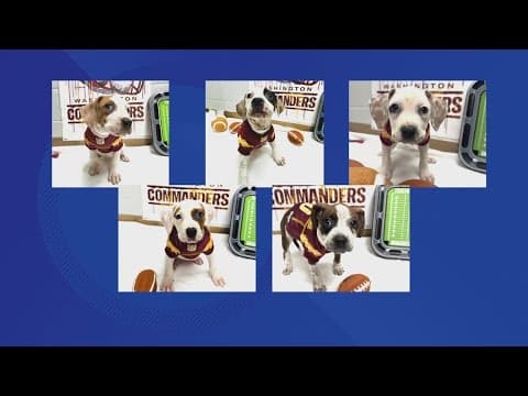 Commanders puppies up for adoption before game day