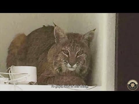 Bobcat breaks into Colorado home, unimpressed by laser pointer