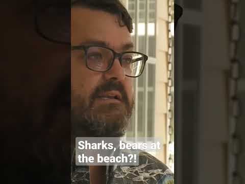 Hammerhead sharks and a bear enjoy a day at the beach with beach-goers. #news