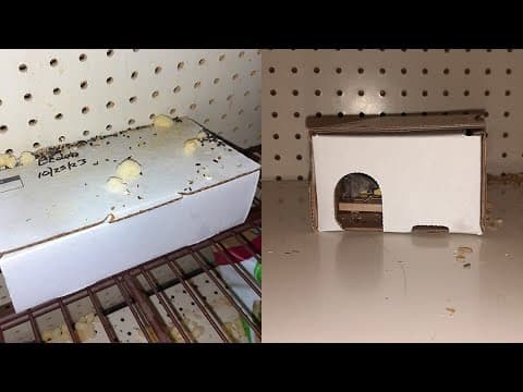 Columbus Kroger briefly shut down after inspectors find mice, droppings in store