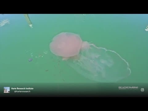 Floating ‘cotton candy’? Giant jellyfish spotted in Texas waters