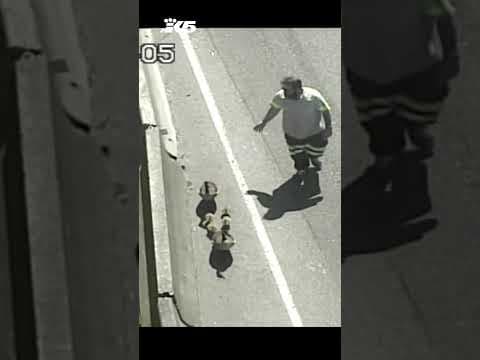 DOT cameras capture tow truck driver herding geese near freeway