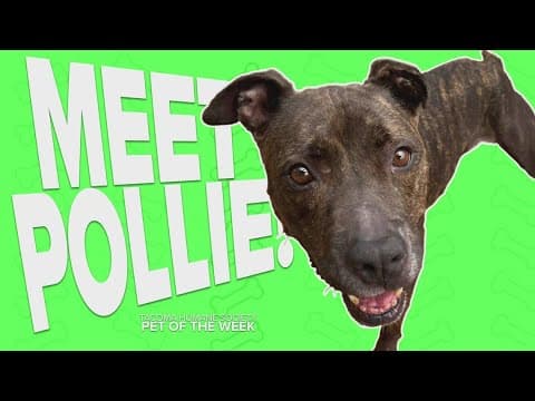 Pet Rescue of the Week: Pollie
