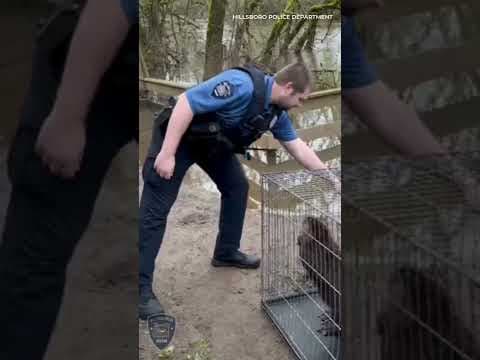 Lost beaver in Hillsboro relocated to wetlands preserve
