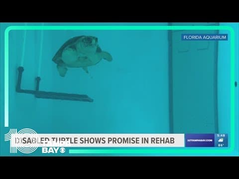 Loggerhead turtle completing deep-dive trial at The Florida Aquarium
