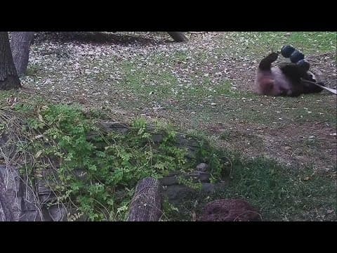 VIDEO: Giant pandas spotted playing in DC