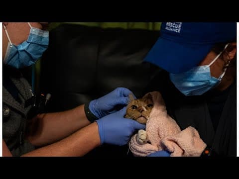 The Humane Rescue Alliance is raising funds to support its Field Veterinary Program for those who ca