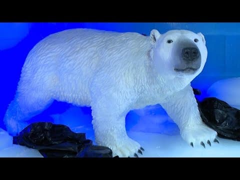 Inside Moody Gardens' Ice Land