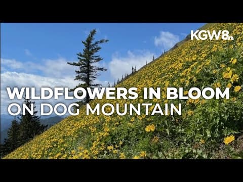 Spring hiking permits for Dog Mountain on sale