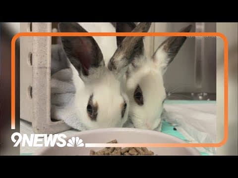 2 pet rabbits abandoned in Westminster