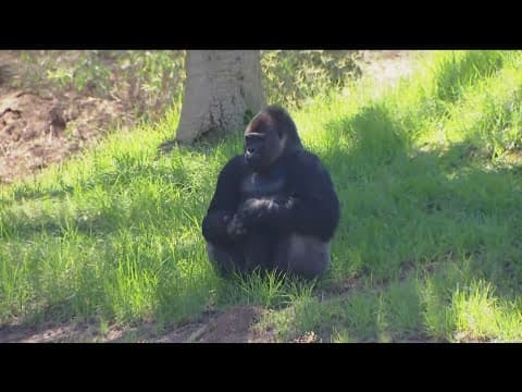 Zoo Day | Meet the Safari Park's bachelor gorilla troop