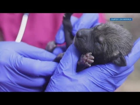 Six new critically endangered red wolf cubs born at Zoo Knoxville