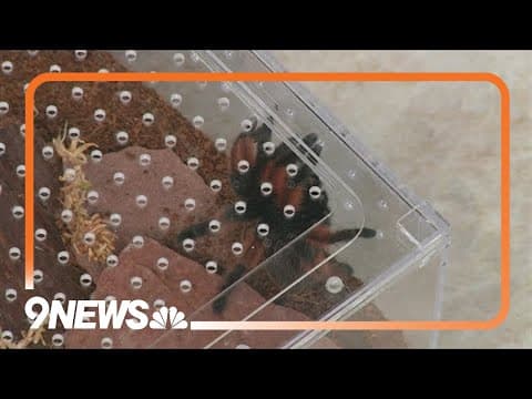 Sunrise Safari: Meet a Mexican red-legged tarantula